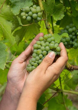 Le chant du bien-aimé à sa vigne : l’amour de Dieu pour son peuple, marqué du signe de la croix, peuple de prêtres, prophètes et rois.